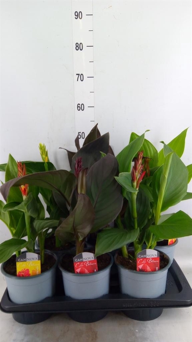 <h4>Canna  'Cannova'   ...mix</h4>