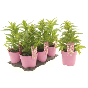 Penstemon Phoenix Pink