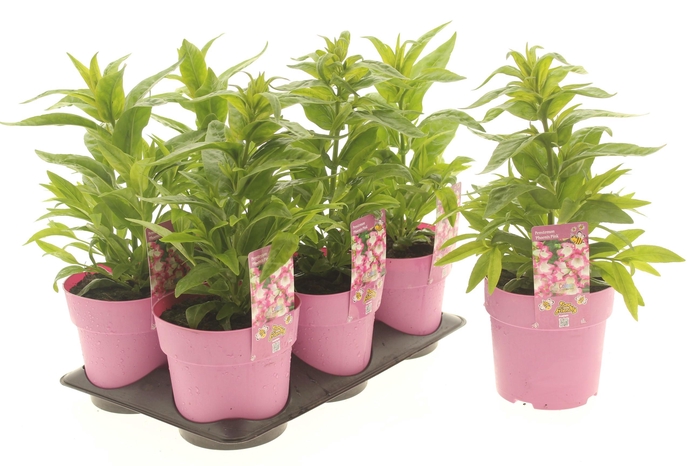 <h4>Penstemon Phoenix Pink</h4>
