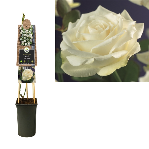 <h4>Rosa 'White Climber' +3.0 label</h4>