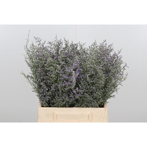 Limonium Misty Blue