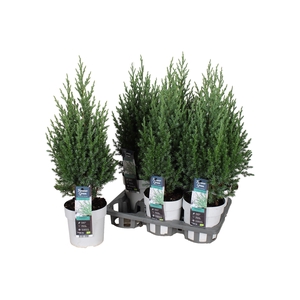 JUNI CH STRICTA