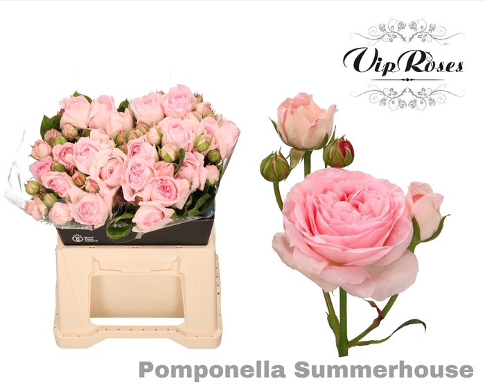 <h4>R TR POMPONE SUMMERH</h4>