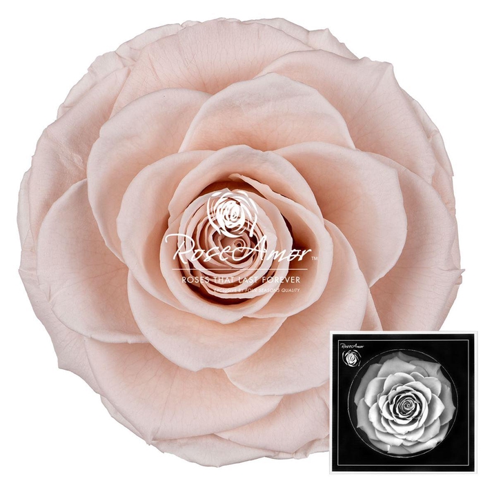 <h4>Bonita Pin79</h4>