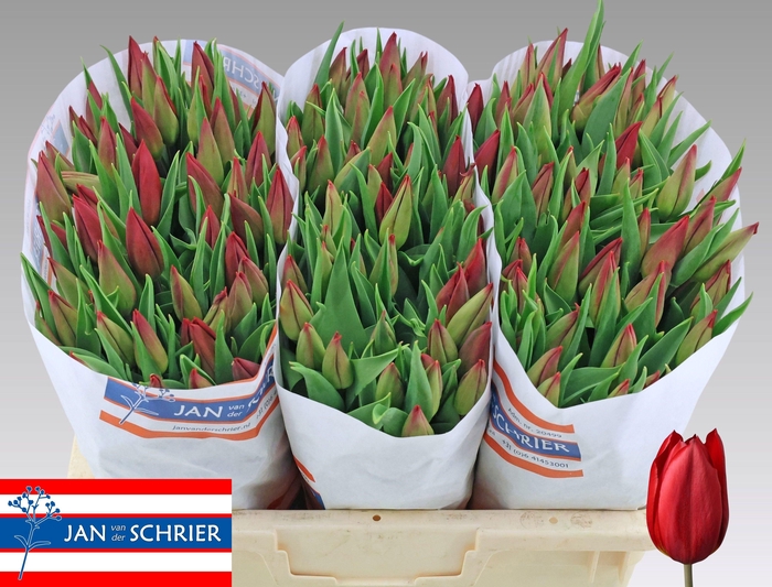 <h4>TU EN STRONG LOVE</h4>