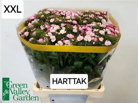 <h4>Di Barb Will Pi Magi 70cm Ex</h4>