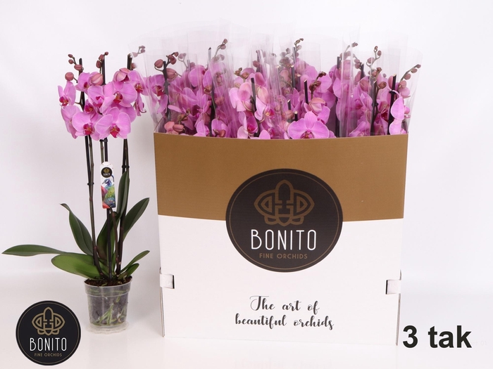 <h4>PHAL OV ROZE</h4>