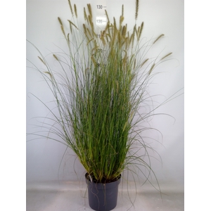 Pennisetum alopec. 'Hameln'