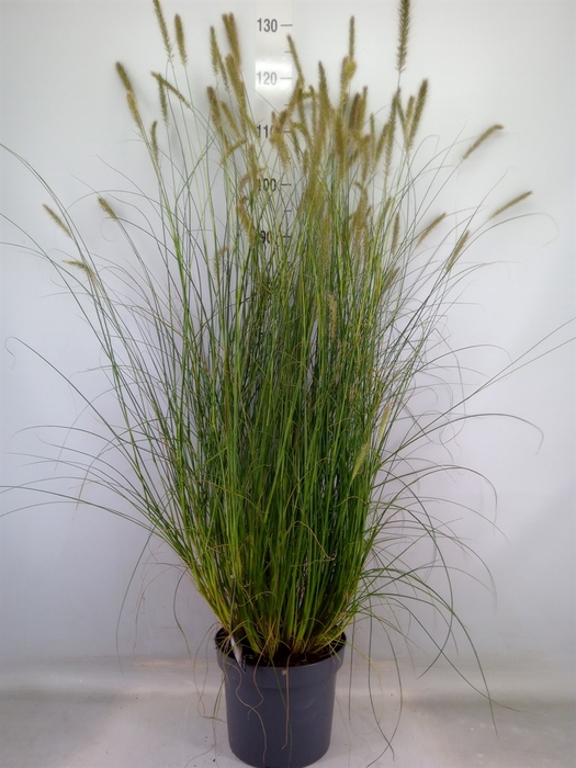 <h4>Pennisetum alopec. 'Hameln'</h4>