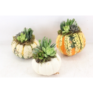 arr3 AD - Pumpkin L x6
