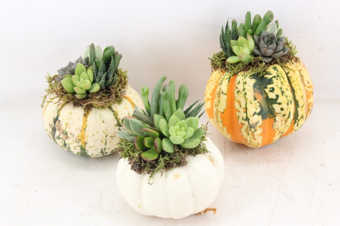 <h4>arr3 AD - Pumpkin L x6</h4>