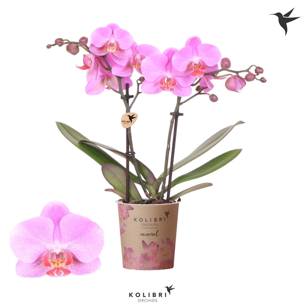 <h4>Kolibri Orchids Phalaenopsis Frederikstad 2 spike</h4>
