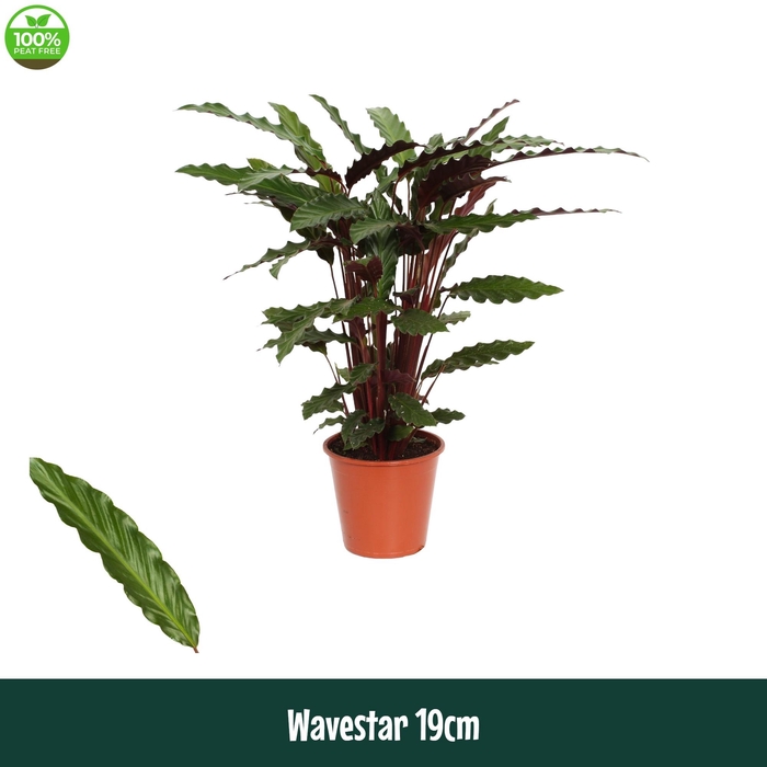 <h4>Calathea 19cm Wavestar (Rufibarba) - Living</h4>
