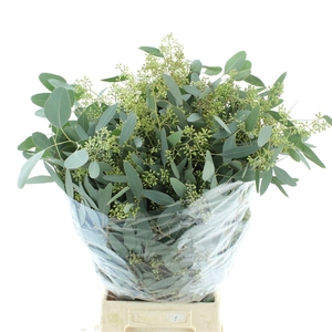 EUC POLYAN FRUI P BS