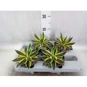 Agave lophantha 'Quadricolor'