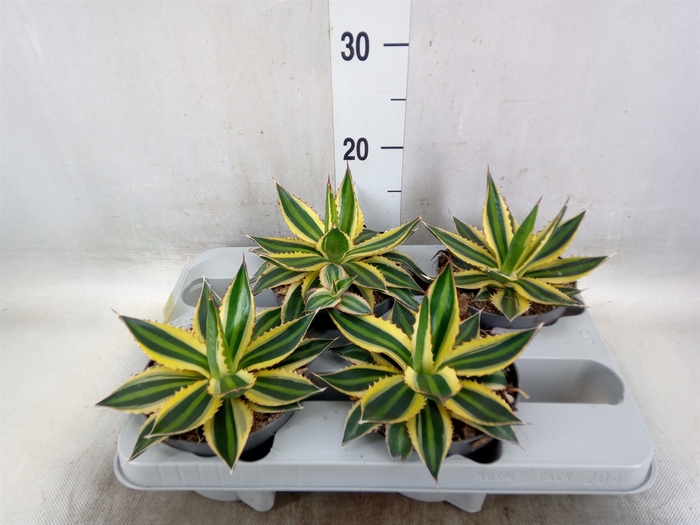 <h4>Agave lophantha 'Quadricolor'</h4>