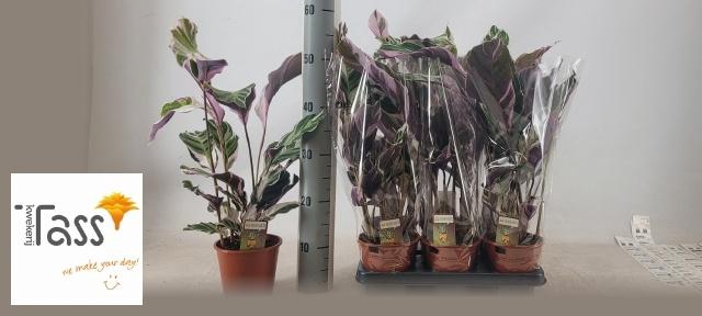 <h4>CALAT FUSION WHITE</h4>