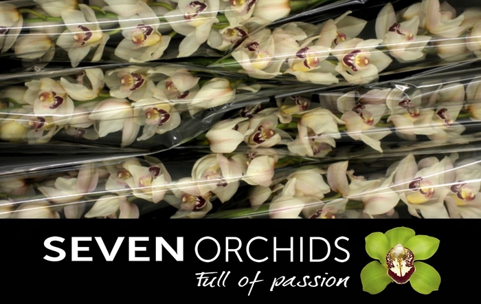 <h4>CYMB T HMS MONTREUX</h4>