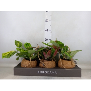 Maranta leuc.   ...