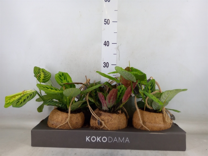 <h4>Maranta leuc.   ...</h4>