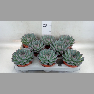Echeveria  'Apus'