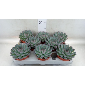 Echeveria  'Apus'