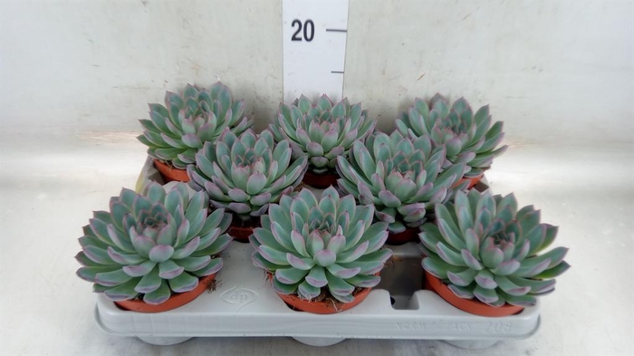 <h4>Echeveria  'Apus'</h4>