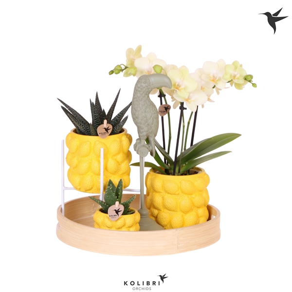 <h4>Kolibri Green up your home Gift Set Citrus yellow</h4>