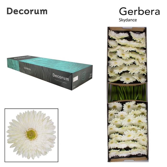 Gerbera Skydance Doos