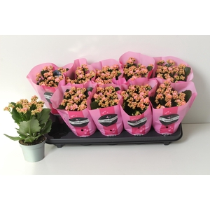 KAL GE PERFECTA PINK