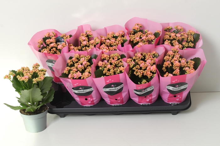 <h4>KAL GE PERFECTA PINK</h4>