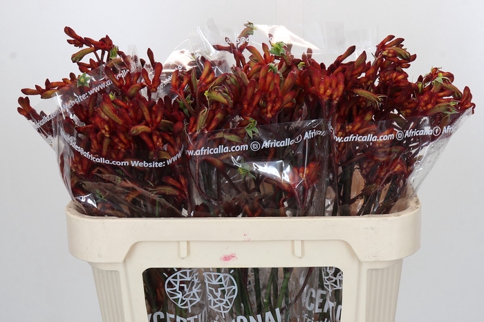 <h4>Anigozanthos Early Spring Indoor</h4>