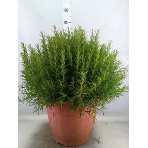 Rosmarinus officinalis   ...