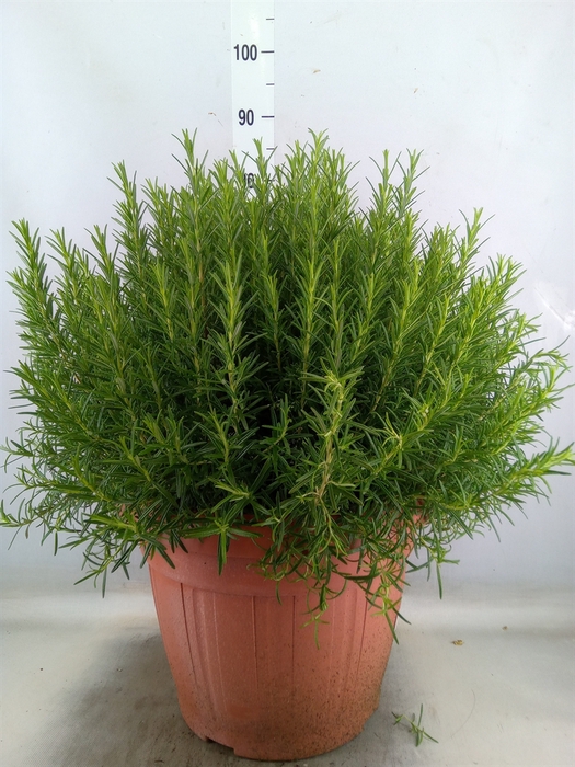 <h4>Rosmarinus officinalis   ...</h4>