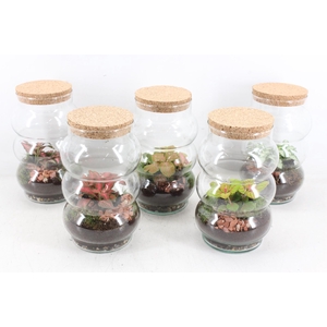 arr3 WR - Pluto small x6