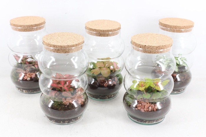 <h4>arr3 WR - Pluto small x6</h4>