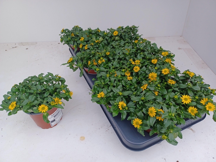 <h4>SANV PROCUMBENS</h4>