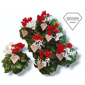 Cyclamen Exclusive® Duo Rood/Wit