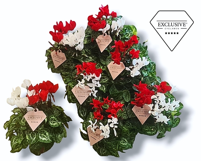 <h4>CYCL EXCLUSIVE DUO XMAS</h4>