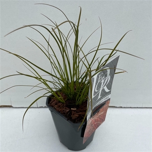 Graminées Carex 'Prairy Fire'