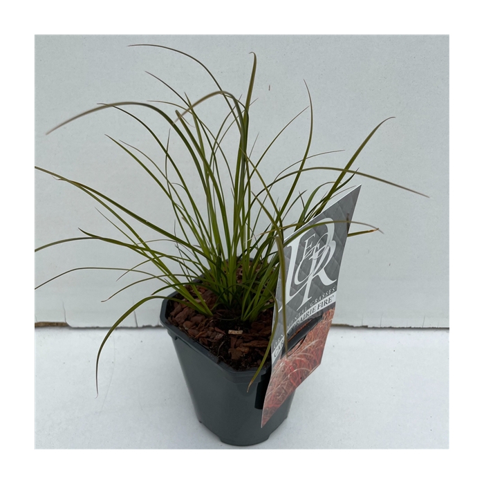 <h4>Carex 'Prairy Fire'</h4>