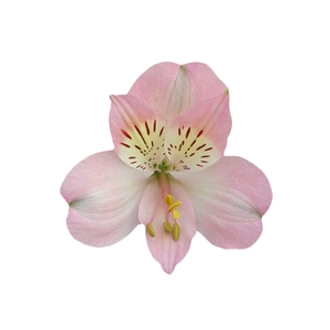 ALSTROEMERIA DUBAI 080 CM