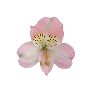 ALSTROEMERIA DUBAI 080 CM