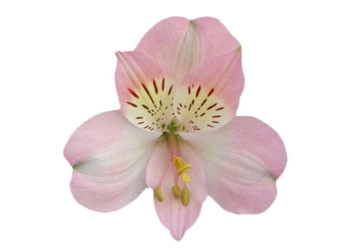 ALSTROEMERIA DUBAI 080 CM