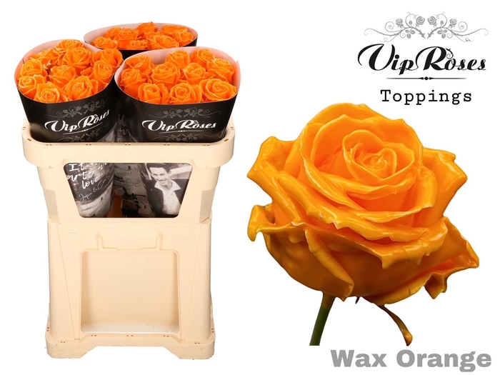 <h4>R GR WAX ORANGE (60CM)</h4>