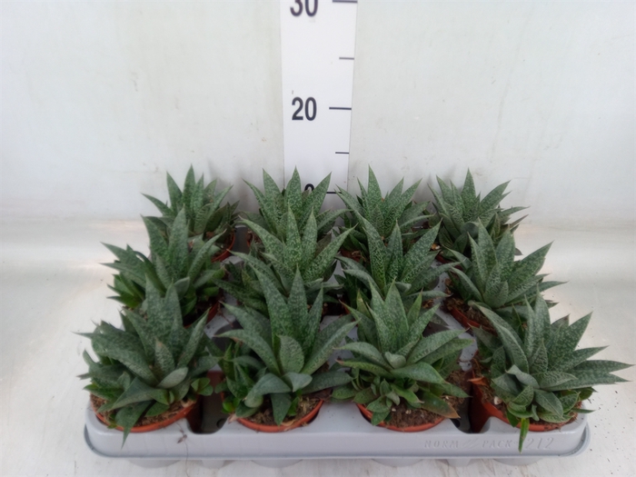 <h4>Gasteria</h4>