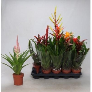BROMELIA GEM