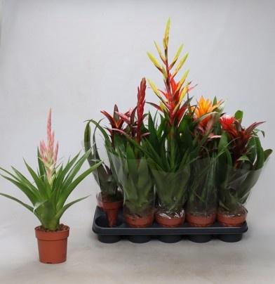 <h4>BROMELIA GEM</h4>
