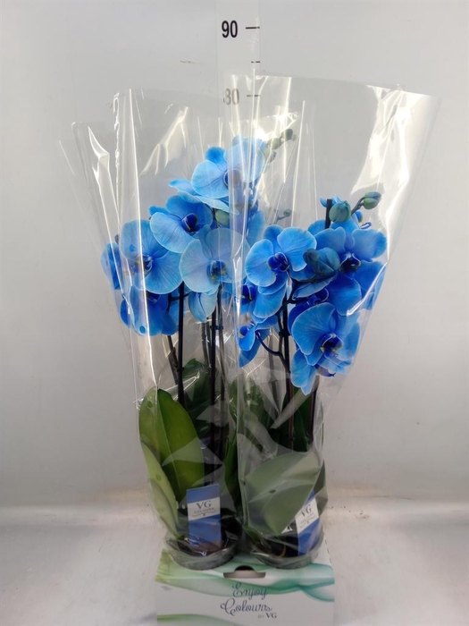 <h4>Phalaenopsis ...</h4>