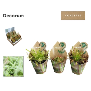 VLEESETENDE PLANTEN